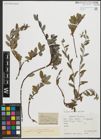 Foto von Salix repens subsp. argentea (Sm.) G. Camus & A. Camus
